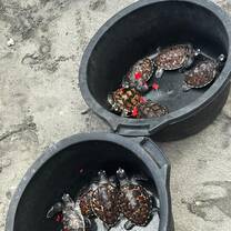 Sea turtle release