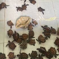 Turtles in the tank! 