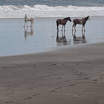 Horses on the beach.