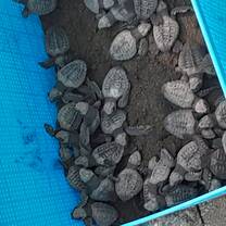 Baby sea turtles 
