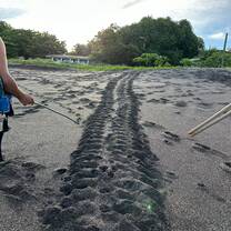 Turtle tracks
