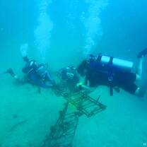Planting Coral