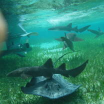 Sharks and stingrays!