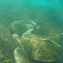 Turtles at Shark Bay