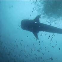 Whale shark!!
