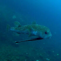 Pufferfish!