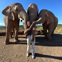 Elephants on the Garden Route