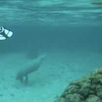 Manatee!