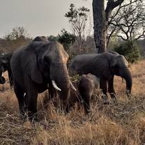 Elephants in the Kruger