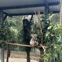 Koala in one of the enclosures at Lone Pine Koala Sanctuary 