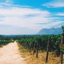 Vineyards in Cape Town