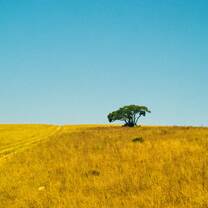 A lonely Tree