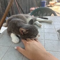 me and my fav cat that i named grey bandit 