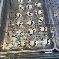 Pandas everywhere - even little ice cream Pandas.