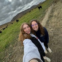 Cows in Twizel