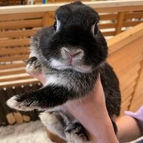 This is Akebi-chan. He has nothing to do with the CET Program but he just wants to say hello. We met at a bunny cafe in Osaka, Japan. He humbly accepts his presence in this gallery.
