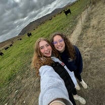 Cows in Twizel