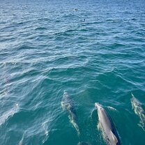 Swimming with wild dolphin pods in Nelson Bay