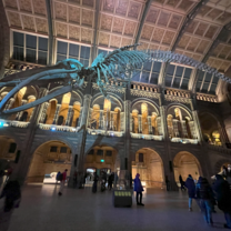 Blue whale skeleton at Natural History Museum