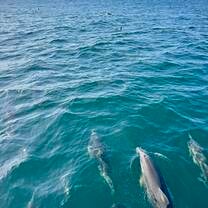 Swimming with wild dolphin pods in Nelson Bay
