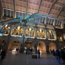 Blue whale skeleton at Natural History Museum