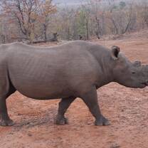 Black Rhino 