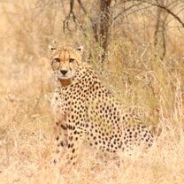 Cheetah 