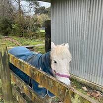 Tigger the (rascal of a) pony