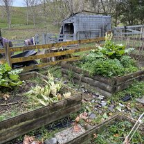 The veggie garden