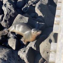 Sea lion
