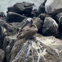 Pelican
