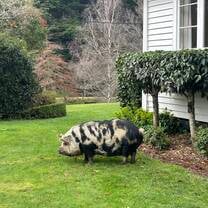 Percy the pig