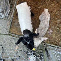 Some of the baby lambs I was responsible for feeding