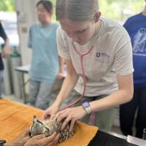 During our zoo animal medicine course, we got to have a lab session where we learned how to perform physical exams on meerkats!!