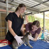During our companion animal course, we went to a local cat rescue to practice physical exams on their recent intakes.