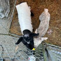 Some of the baby lambs I was responsible for feeding