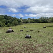 Rancho Primicias-so many toritoises!