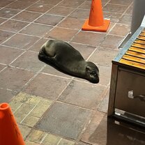 Baby sea lion sleeping at the harbor!