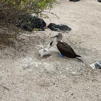 Blue footed boobie and it's baby begging for food!