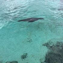 Sea lions swam around us and barked until we moved off of their dock!
