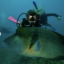 scuba diving with wally the fish in the great barrier reef 