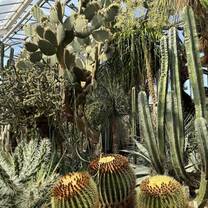 Cacti!