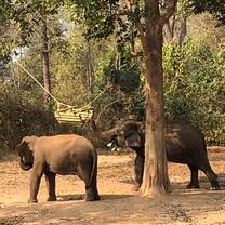 Elephants playing with a toy we built