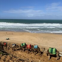 Camel ride in Morocco on AIFS program trip