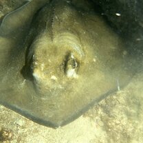 Stingray on a night dive