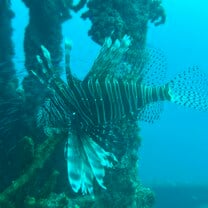 Lionfish 