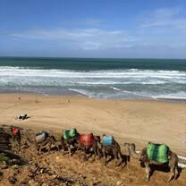 Camel ride in Morocco on AIFS program trip