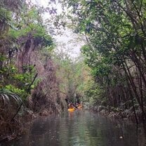 Kayaking through mangroves