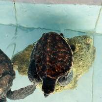 Turtles
