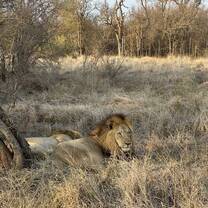 Lion in Hlane National Park